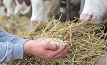 Energie im Futter bringt Eiweiß in die Milch .jpg © AdobeStock