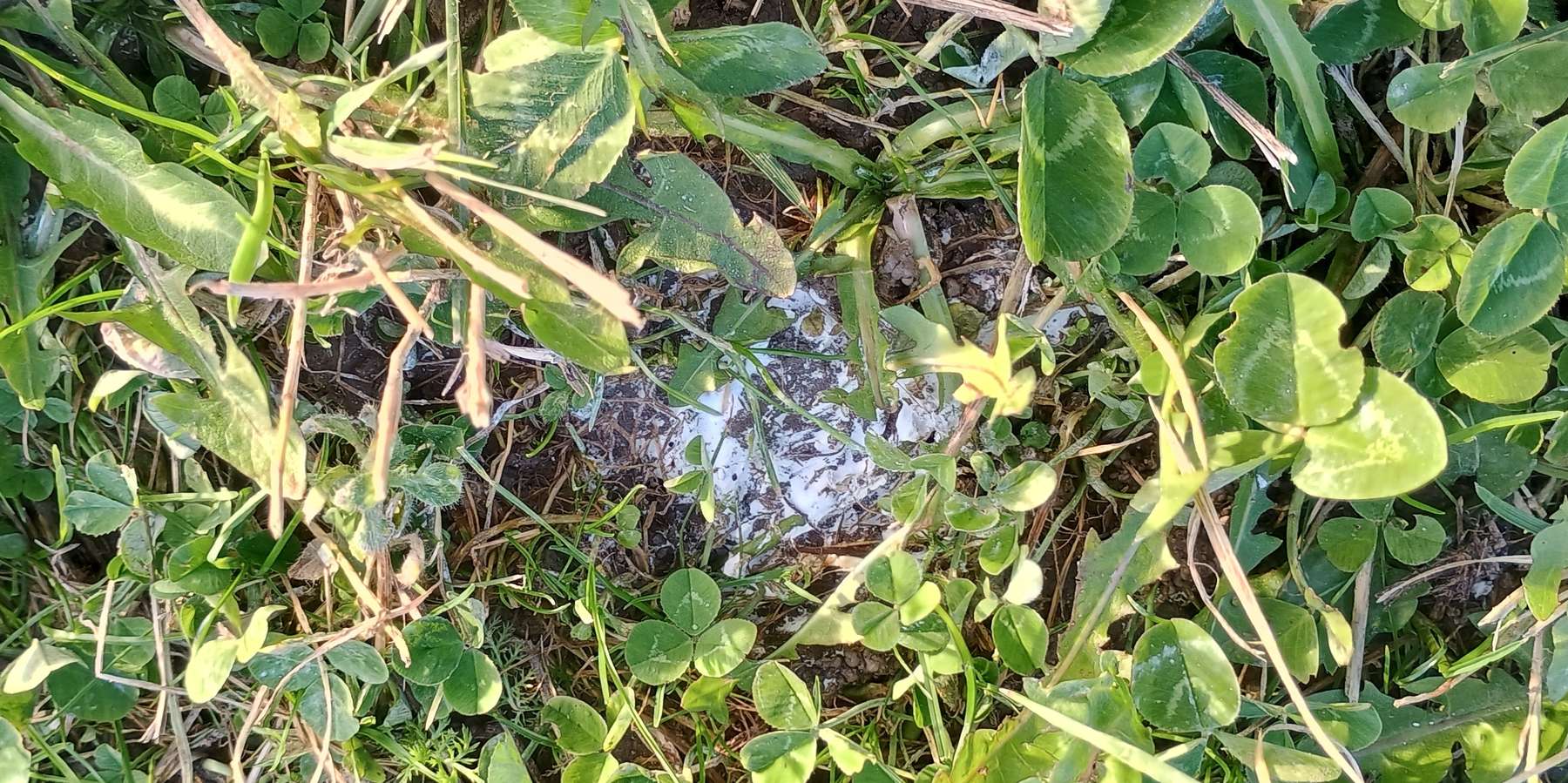 Kalkung.jpg © LK OÖ/Fritscher Kalkung.jpg © LK OÖ/Fritscher