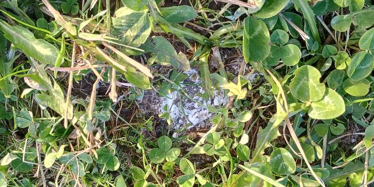 Kalkung.jpg © LK OÖ/Fritscher Kalkung.jpg © LK OÖ/Fritscher