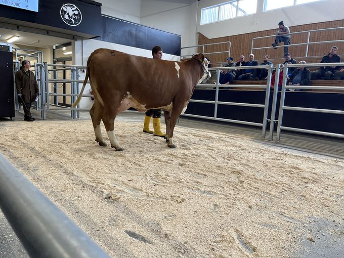 Versteigerung RZO und RZV IMG_8515.jpg © RZO Versteigerung RZO und RZV IMG_8515.jpg © RZO