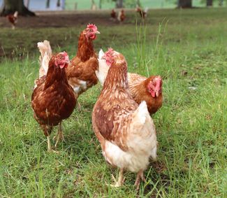 Legehennen Freiland © LKÖ/Kraml