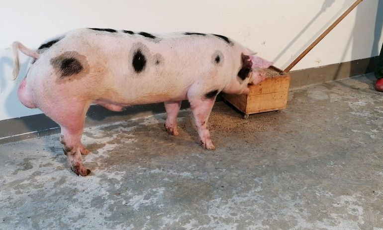 2025_10_preis_ooe.jpg © PIG Austria