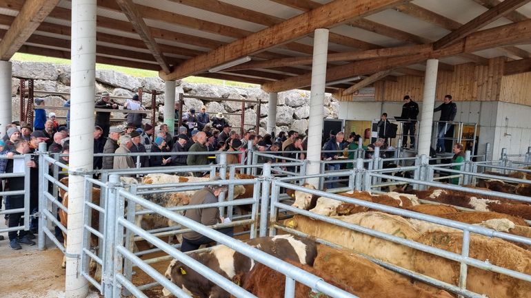 Einstellermarkt - 30.10.2025.jpg © RZO/Wiesinger Einstellermarkt - 30.10.2025.jpg © RZO/Wiesinger