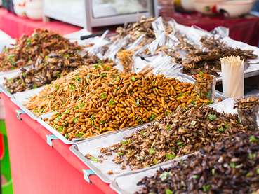 Insekten.jpg © AdobeStock Insekten.jpg © AdobeStock