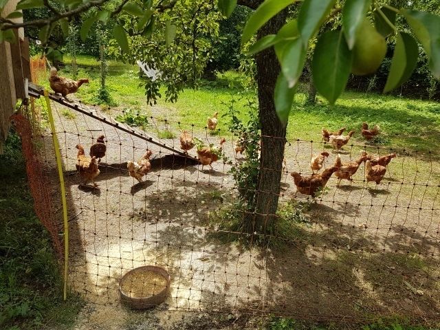 Geflügelgrippe.jpg © LK OÖ Geflügelgrippe.jpg © LK OÖ