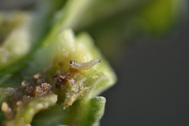 Raps-Erdflohlarve .jpg © LK OÖ/Köppl