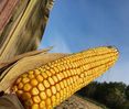 Maiskolben © Mag. DI Schally