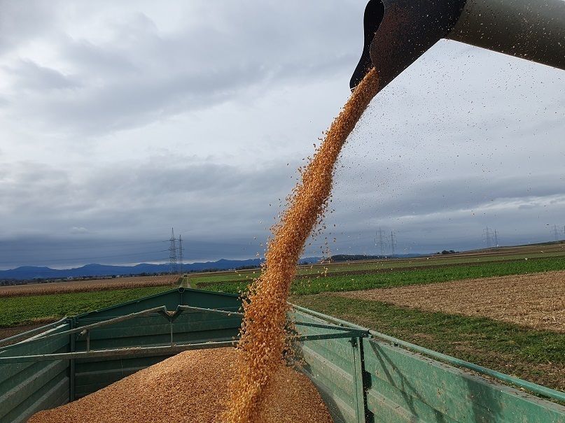 Maisernte.jpg © Mag. DI Schally