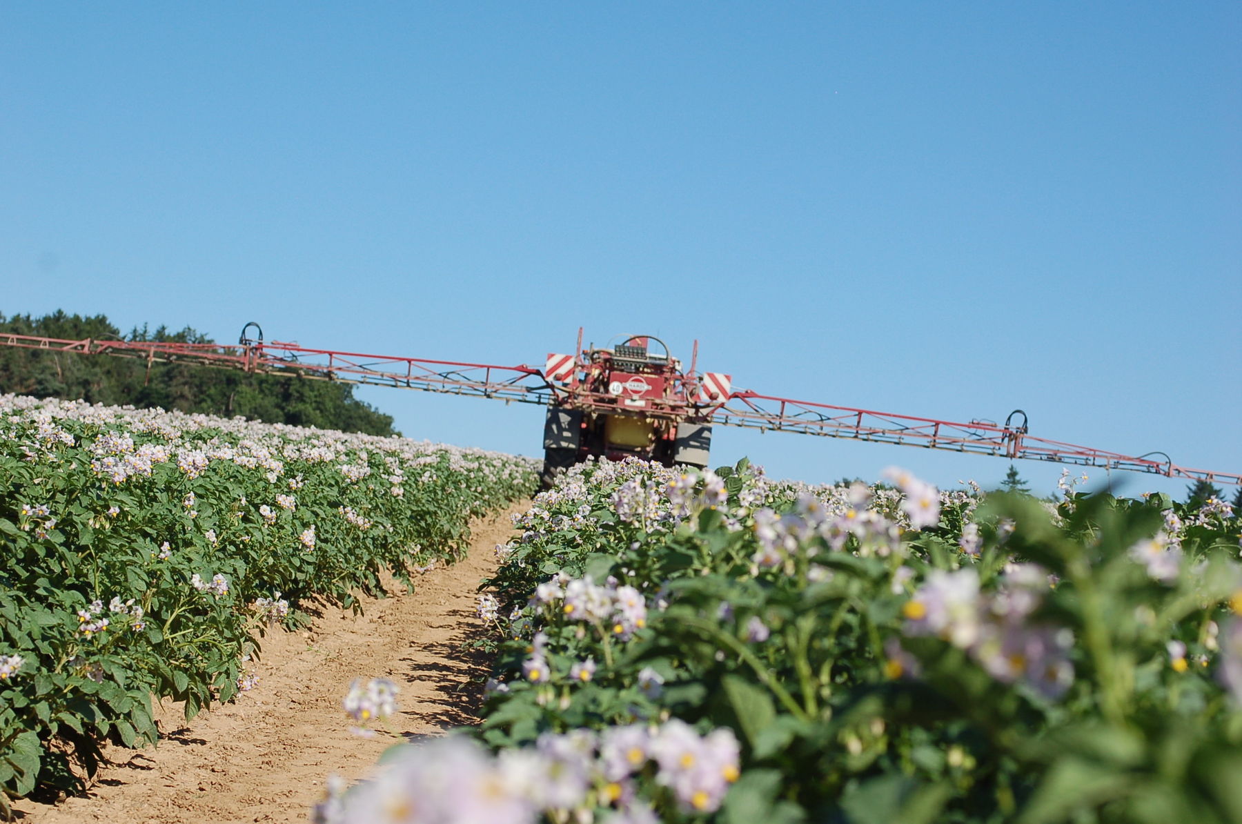 Pflanzenschutz in Erdäpfel.jpg © LK NÖ