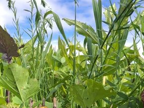 [1762179796260445_5.jpg]