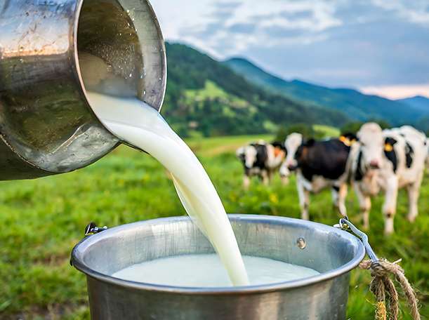 Milchwirtschaft.jpg © AdobeStock