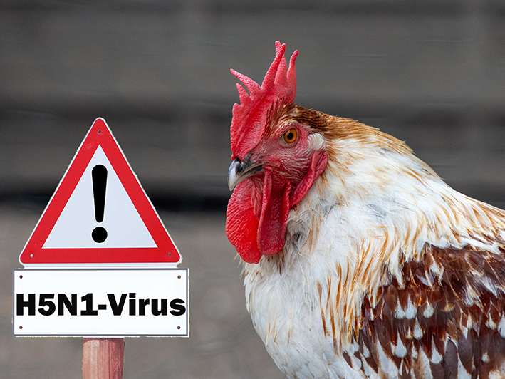 Vogelgrippe .jpg © AdobeStock