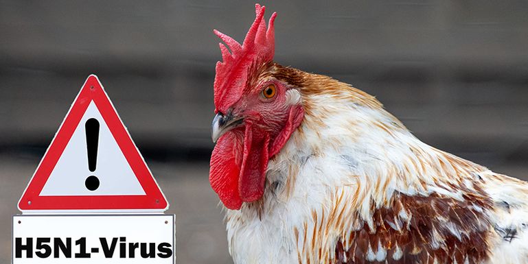 Vogelgrippe © AdobeStock