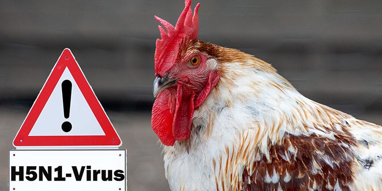 Vogelgrippe © AdobeStock