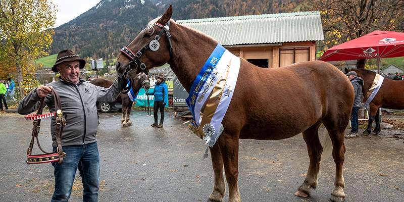 Landesnorikerschau.jpg © picturebygutschi