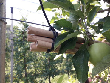 Unterschlupf  Ohrwürmer.jpg © LK Steiermark