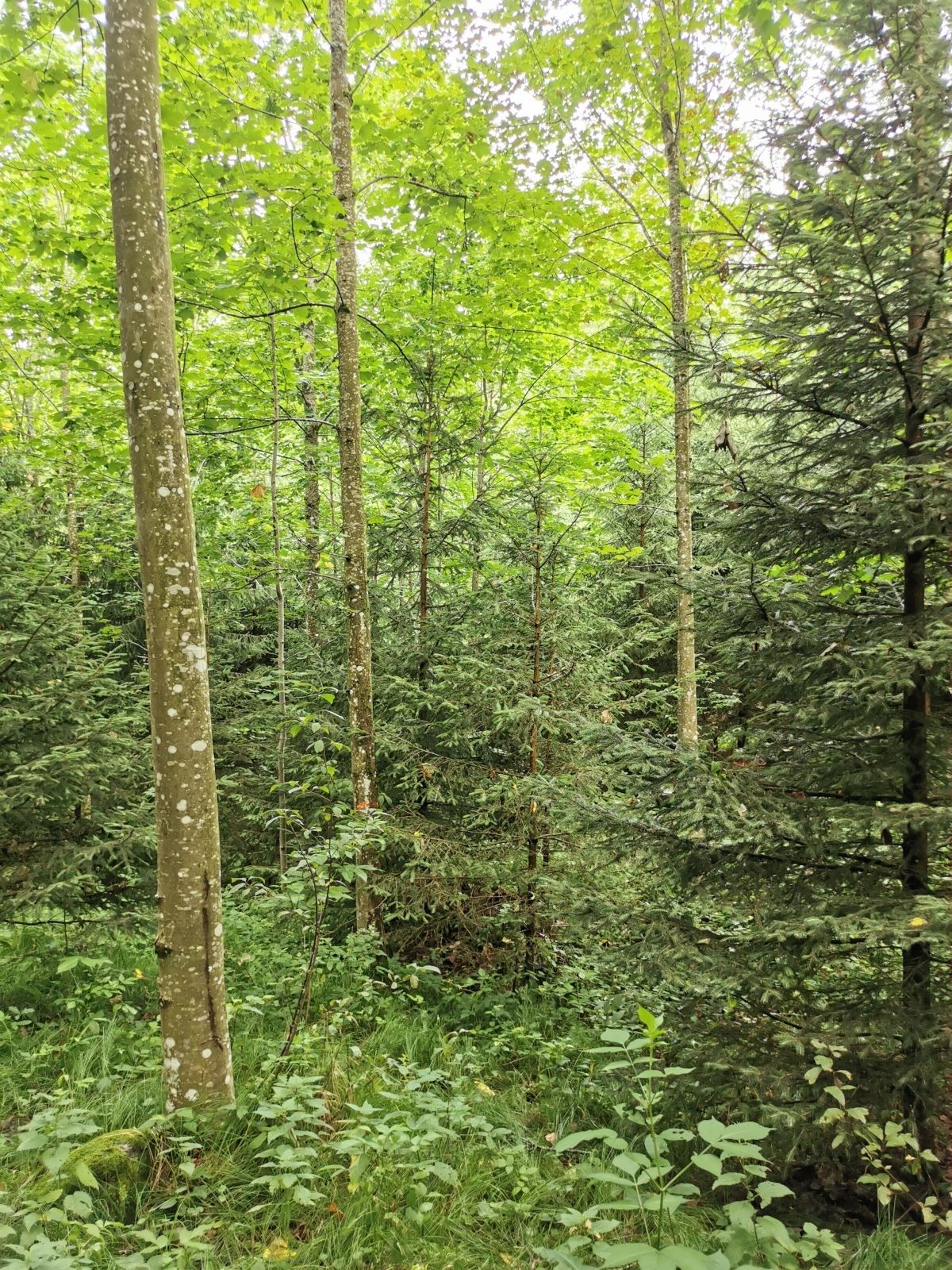 Bild_3.jpg © LK OÖ/Stelzer