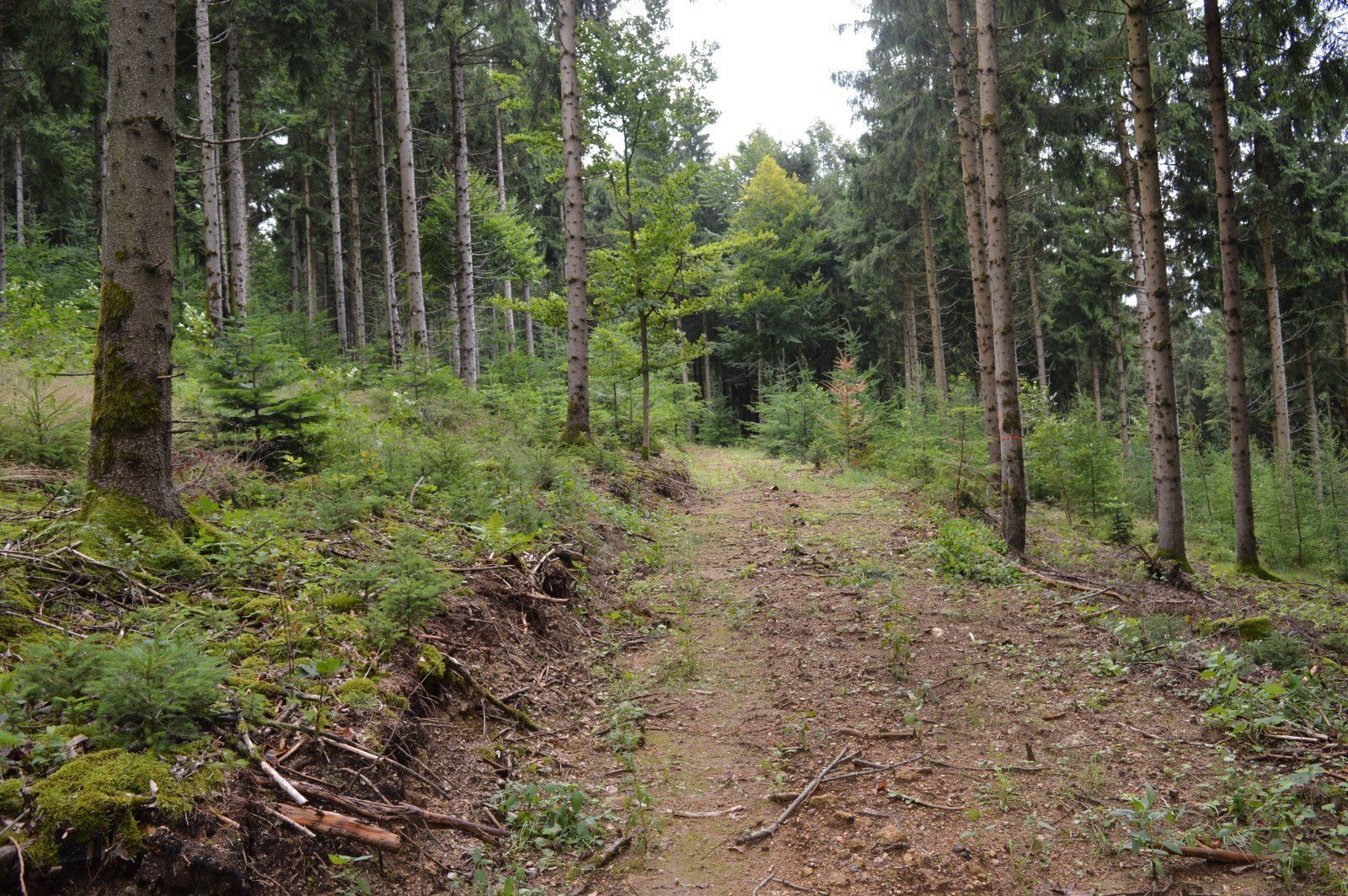 Bild_4.jpg © LK OÖ/Stelzer