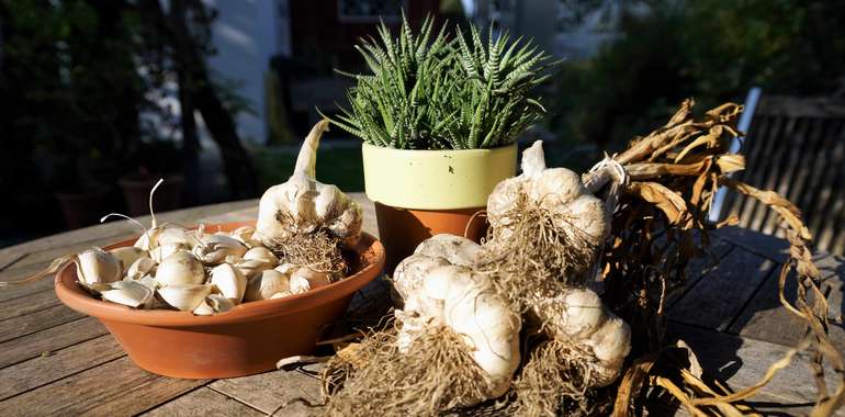 Knoblauch.jpg © Harald Rammel, LK Vorarlberg