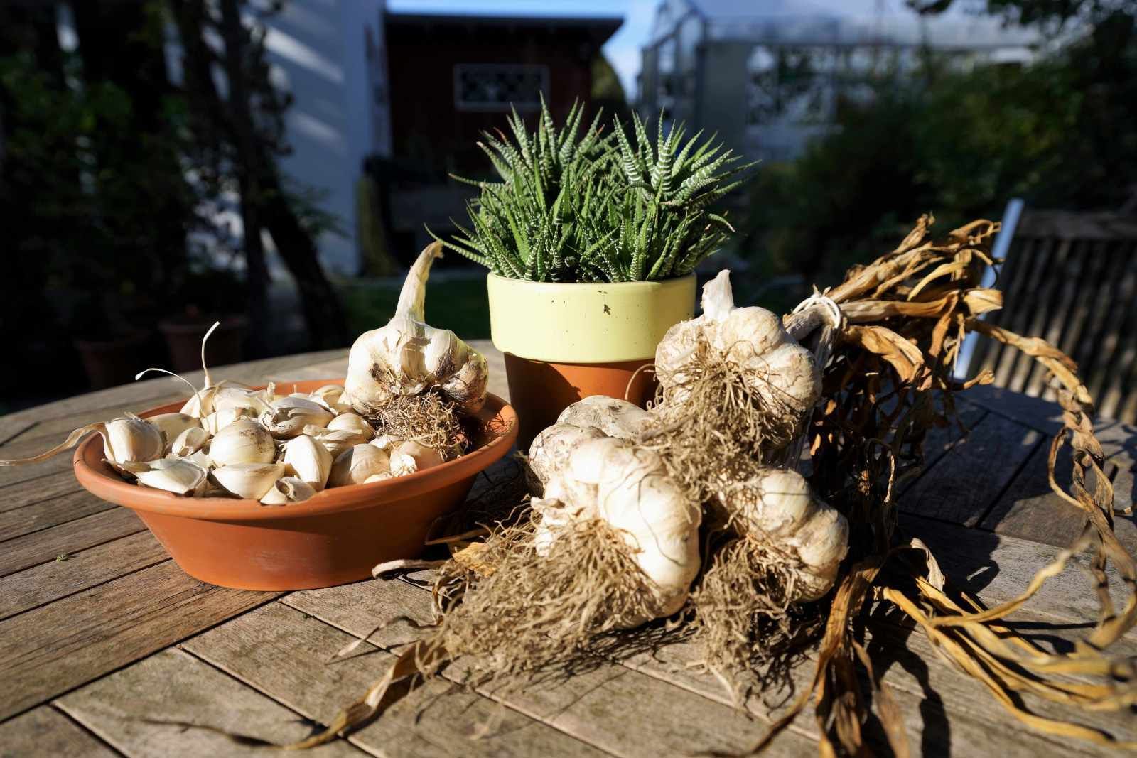 Gartentipp Knoblauch_Foto.jpg © Harald Rammel