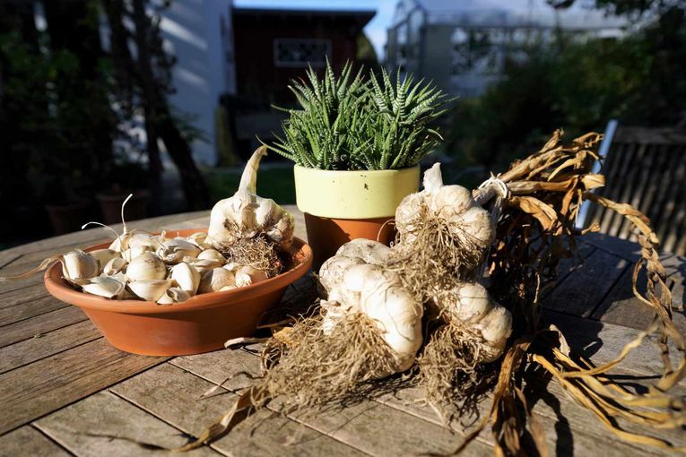 Gartentipp Knoblauch_Foto.jpg © Harald Rammel