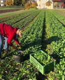 spinatfeld.jpg © Dürnberger