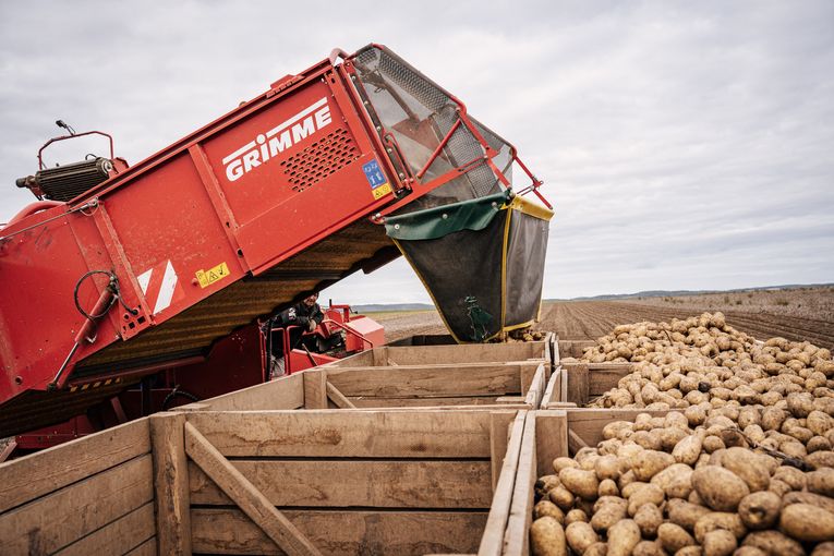 Foto 1_Erdäpfelernte.jpg © Georg Pomaßl/LK Niederösterreich