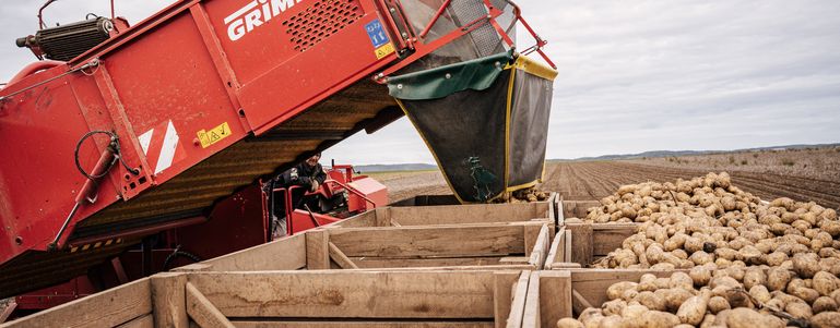 Foto 1_Erdäpfelernte © Georg Pomaßl/LK Niederösterreich