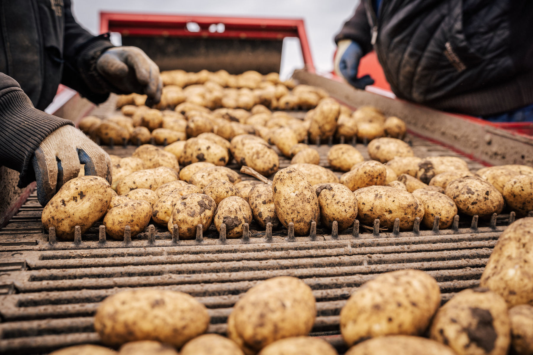 Foto 2_Erdäpfelernte.jpg © Georg Pomaßl/LK Niederösterreich