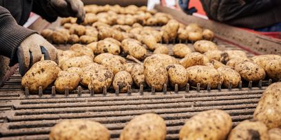 Foto 2_Erdäpfelernte © Georg Pomaßl/LK Niederösterreich