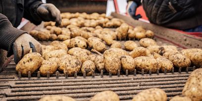 Foto 2_Erdäpfelernte © Georg Pomaßl/LK Niederösterreich