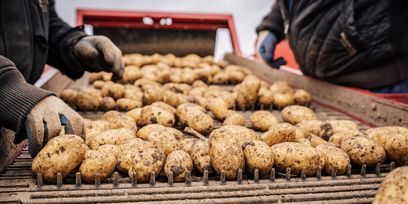 Foto 2_Erdäpfelernte © Georg Pomaßl/LK Niederösterreich