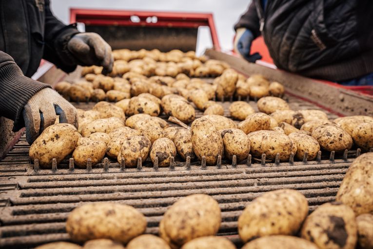 Foto 2_Erdäpfelernte.jpg © Georg Pomaßl/LK Niederösterreich