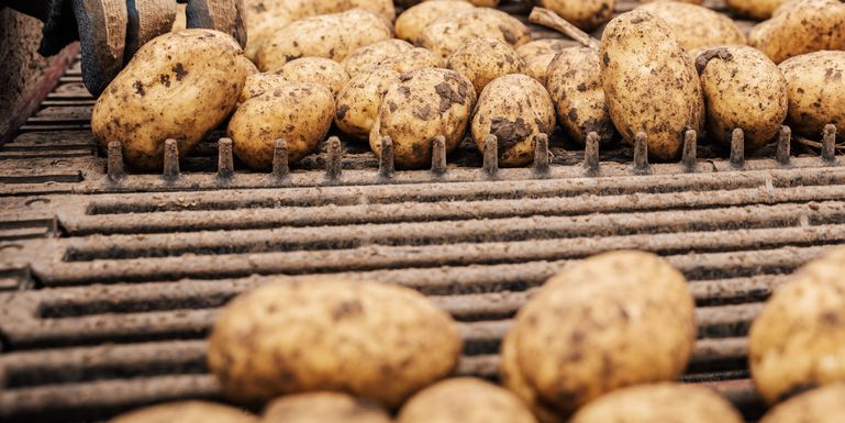 Foto 2_Erdäpfelernte © Georg Pomaßl/LK Niederösterreich