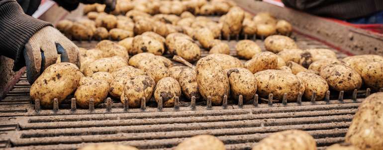 Foto 2_Erdäpfelernte.jpg © Georg Pomaßl/LK Niederösterreich