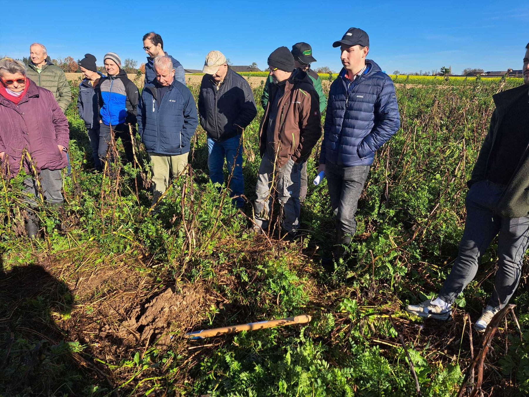 Einblicke von der Feldbegehung in Ried im Traunkreis. Zwischenfrucht, Weizen und Raps wurden besichtigt. Vielen Dank auch an Jakob Angerer für die spannenden Diskussionen zum Pflanzenschutz Bodenfruchtbarkeit, Erosionsschutz, reduzierte Bodenbearbeitung und rechtlichen Herausforderungen.
Danke! © BWSB