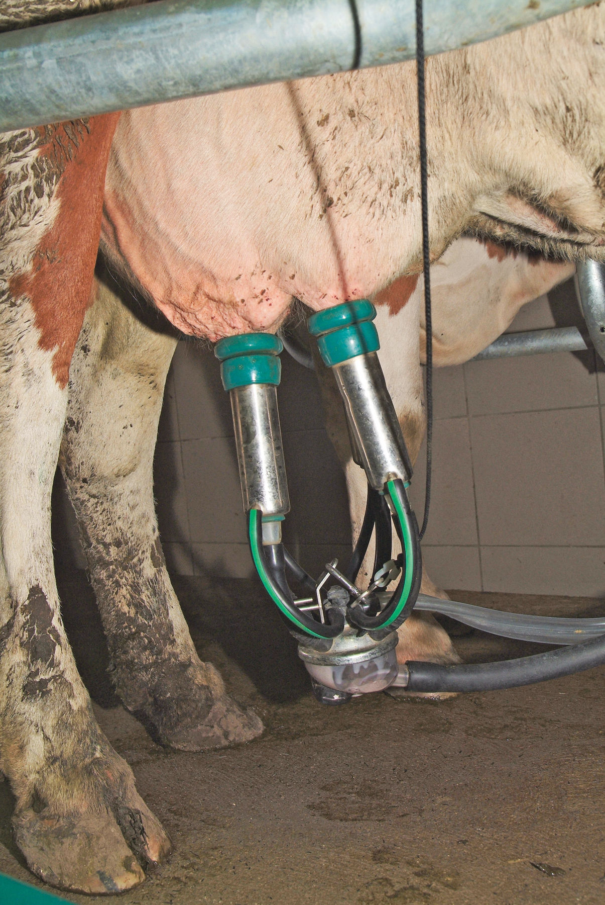 Preiswende am Milchmarkt ärgert die Bauern.jpg © Dürnberger