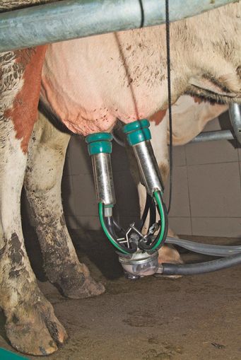 Preiswende am Milchmarkt ärgert die Bauern.jpg © Dürnberger