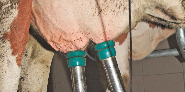 Preiswende am Milchmarkt ärgert die Bauern © Dürnberger