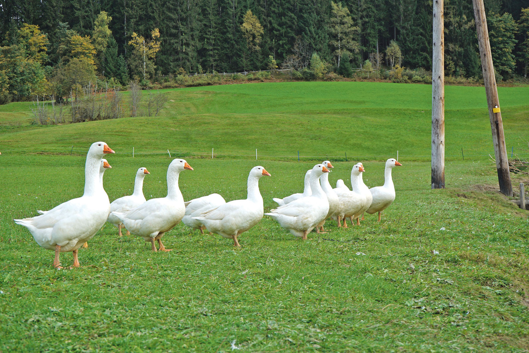 Gänse.jpg © Hatheier