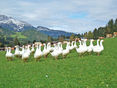 Gänse © Hatheier
