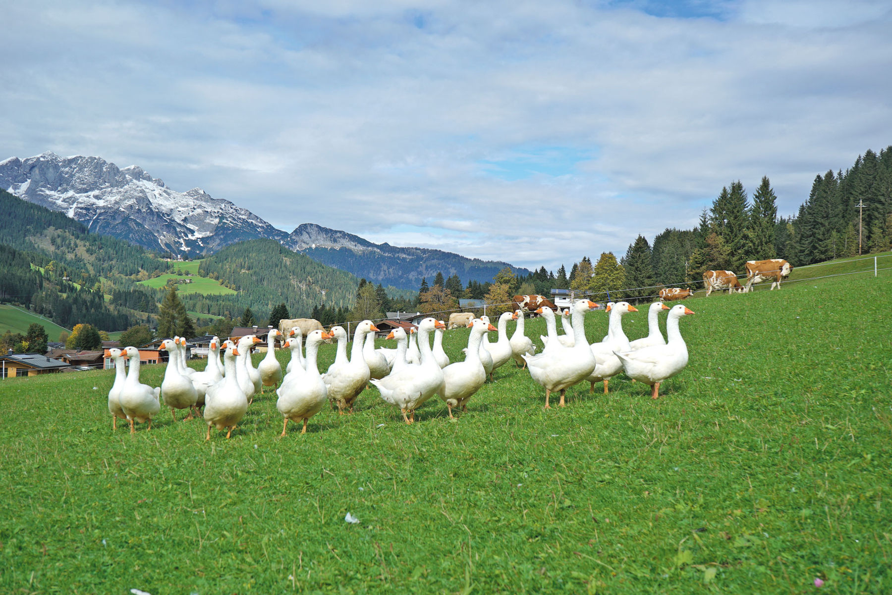 Gänse.jpg © Hatheier