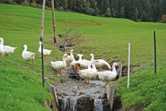 Gänse.jpg © Hatheier