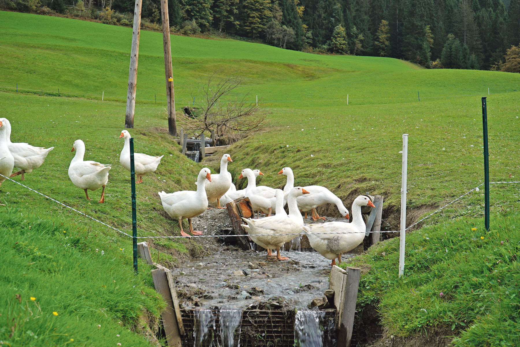 Gänse.jpg © Hatheier