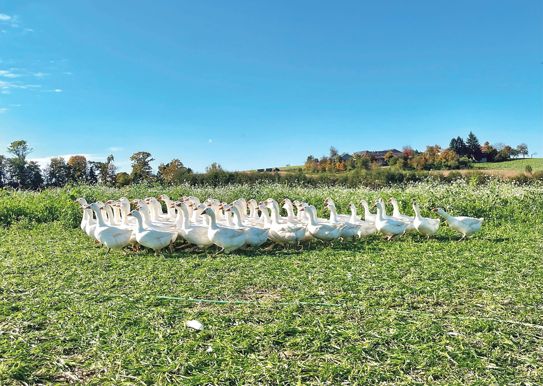 Gänse.jpg © Hatheier