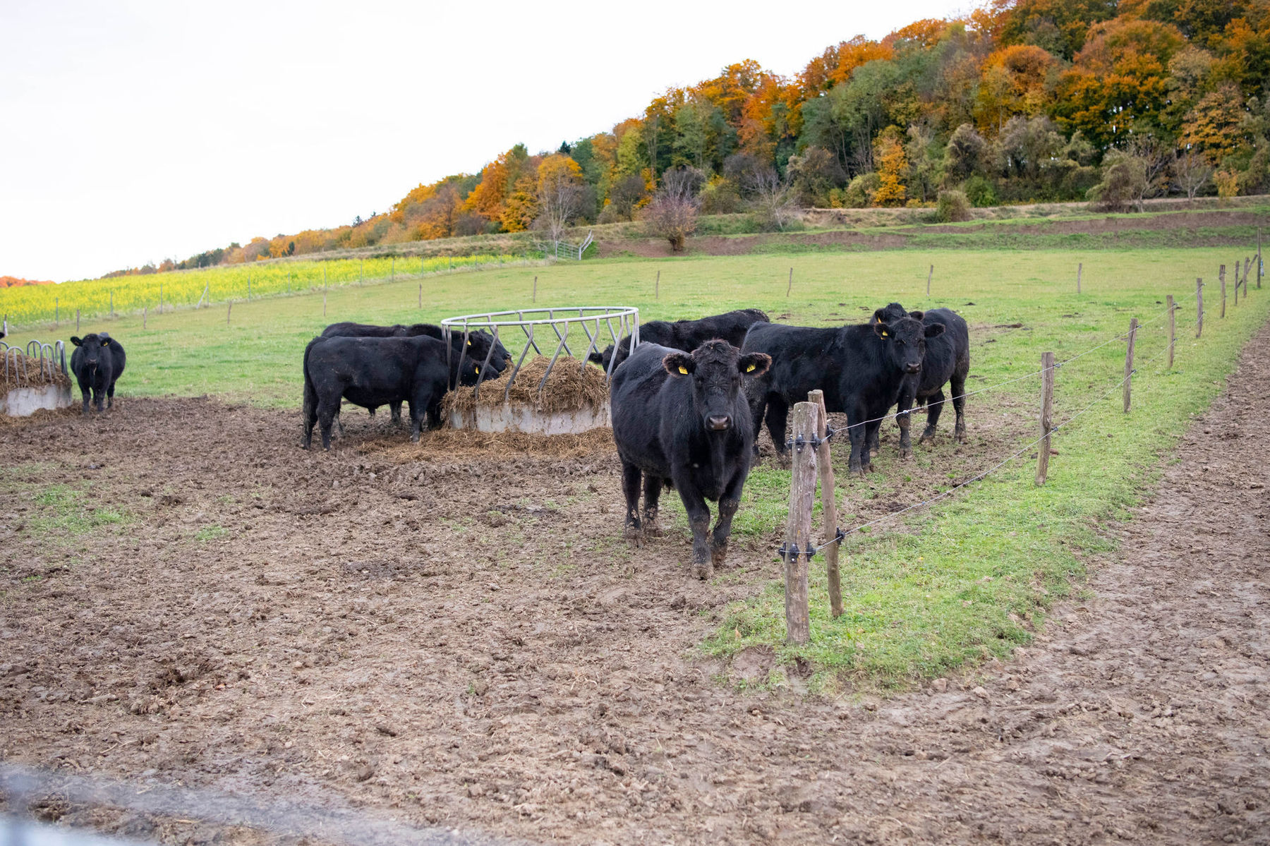 © dielechnerei/ja zu nah