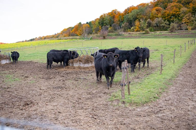 © dielechnerei/ja zu nah