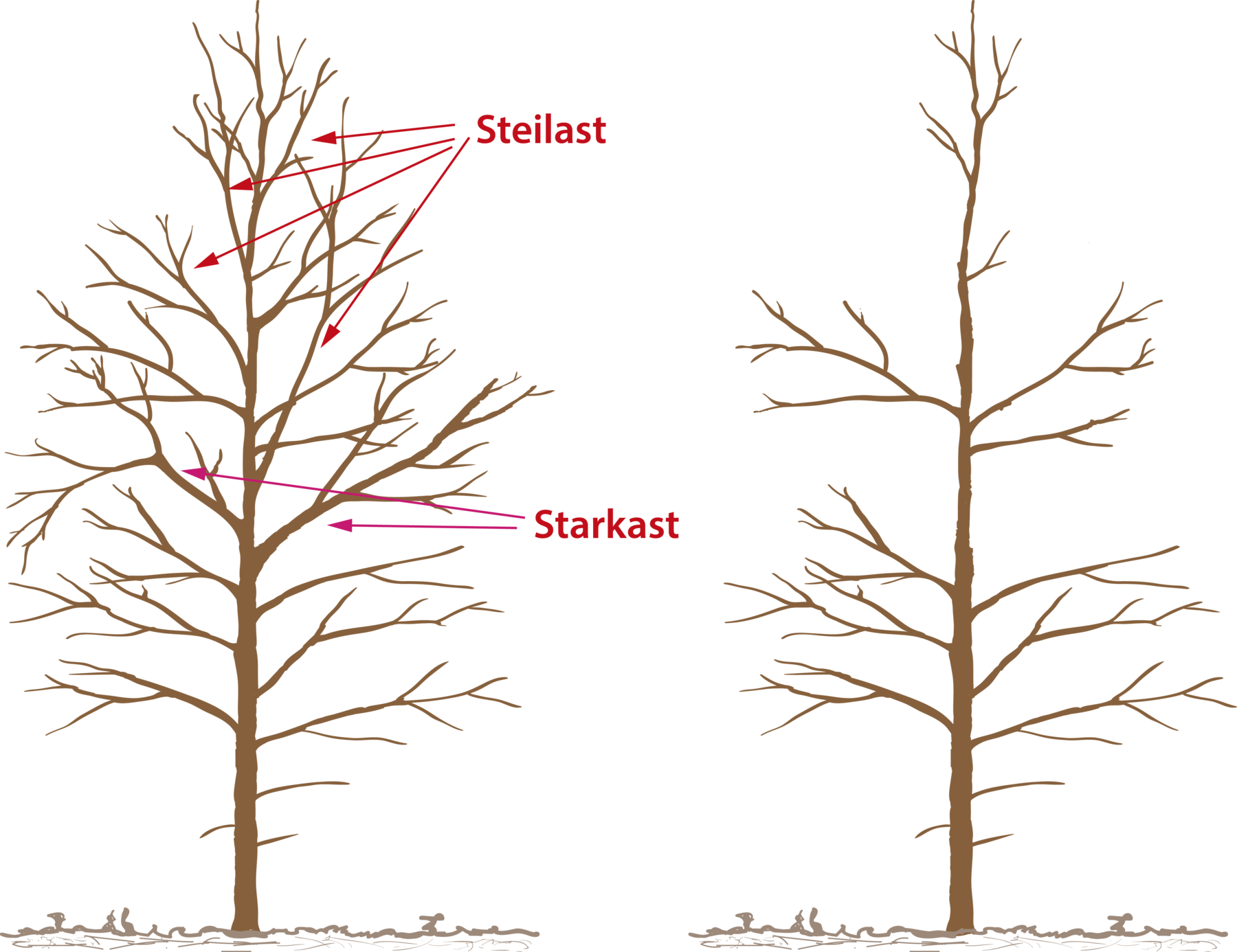 Vorgehensweise Astung.png © LK OÖ/Reh