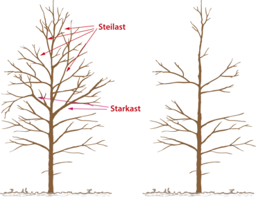 Vorgehensweise Astung.png © LK OÖ/Reh