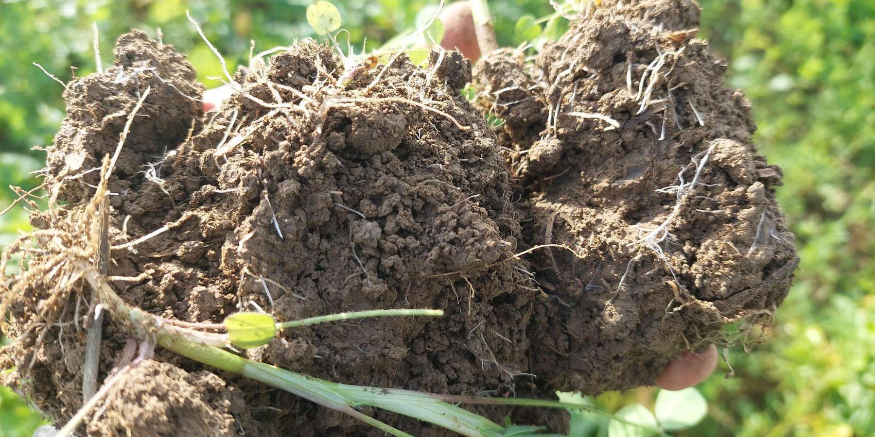 Aufgebaute Bodenstruktur muss unbedingt über den Winter erhalten bleiben.jpg © BWSB/Wallner